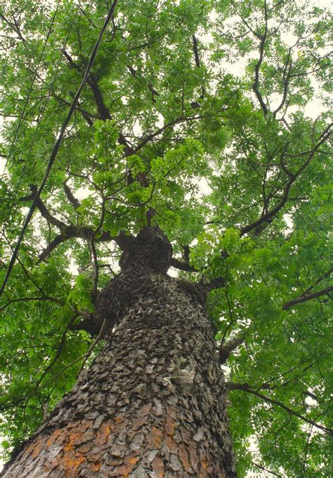 Mahogany Tree Surplus