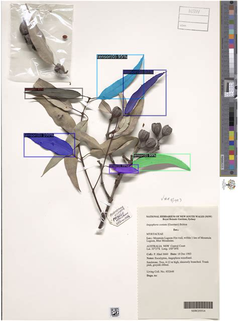 AI helps reveal history of iconic Australian tree
