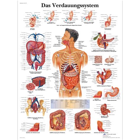 Das Verdauungssystem Vr L Digestive System B Scientific