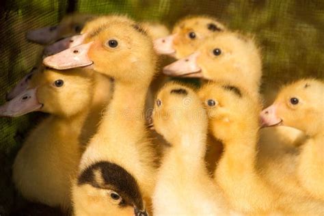 Cute Fluffy Small Duck Newborns Group Of Ducks Babies Stock Photo