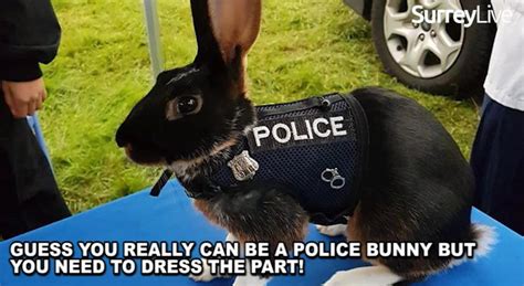 Show Appearance By Pc Drugs Bunny Prompts Applications For Police