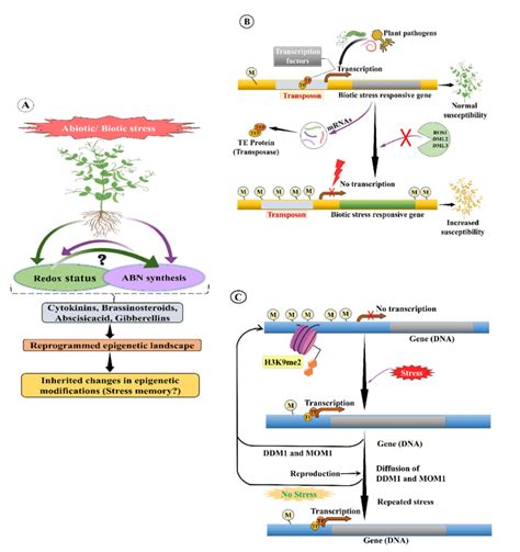 Epigenetic Modifications Under Stress Conditions And Possible Stress