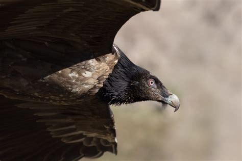 Following The Movements Of The Bearded Vultures Released In Maestrazgo