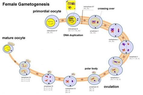 Pengertian Proses Terjadinya Oogenesis Dan Hormon Yang Mempengaruhi