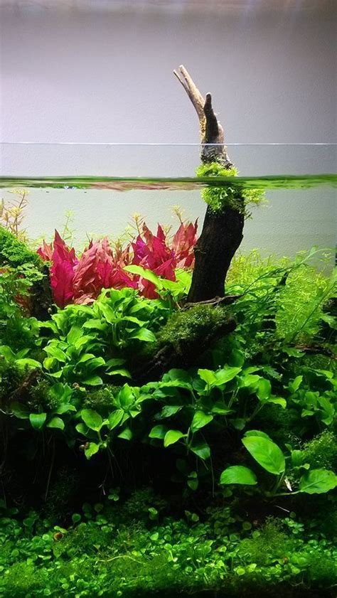 Modern Aquariam Decoration Ideas Mini Planted Aquariam Fish Tank