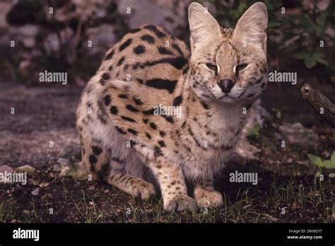 El Serval Leptailurus Serval Es Un Gato Salvaje Nativo De Frica