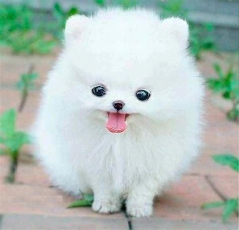 Most Favorite White Dog Breeds - Dog Breeders Guide