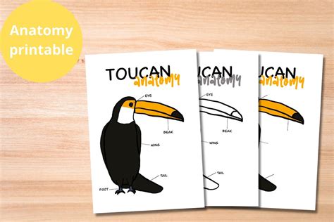 Toucan Anatomy Educational Printable | Etsy Australia