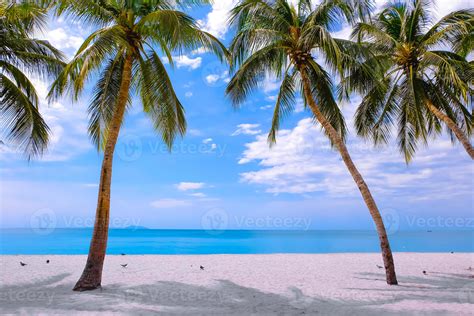 Palm Tree On The Tropical Beach With A Beautiful Sea View On Blue Sky