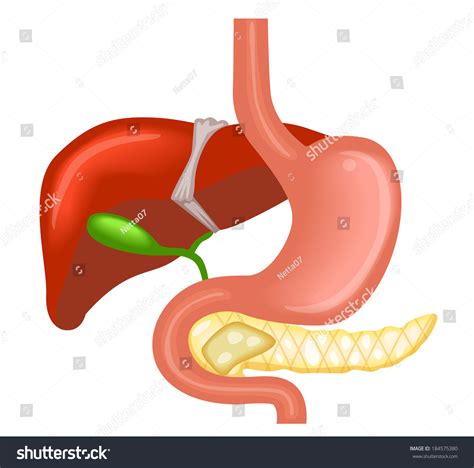 Vector Illustration Liver Gallbladder Duodenum Pancreas Stock Vector