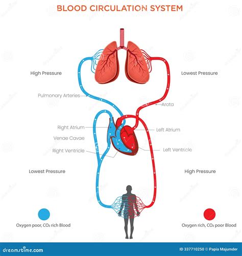 Blood Circulation Throughout The Body