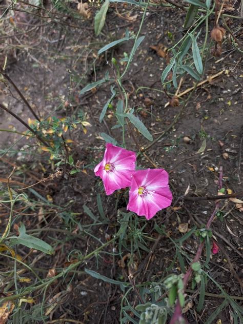 Convolvulus Chinensis From On