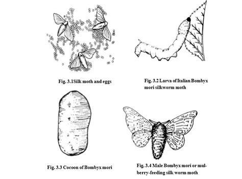 Different Stages Of Silk Production