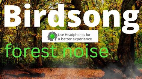 Sounds Of Nature Birdsong Forest Noise YouTube