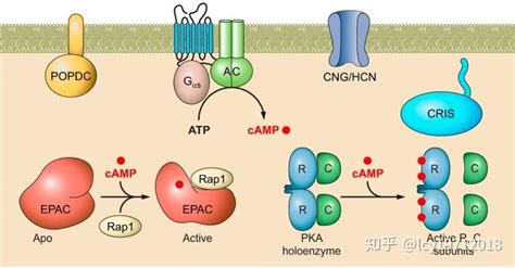 激素的作用机制（二） 知乎