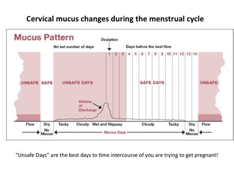 Bbt And Cervical Mucus Chart Printable