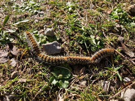 La Processionaria Da Larva Pericolosa A Piccola Falena