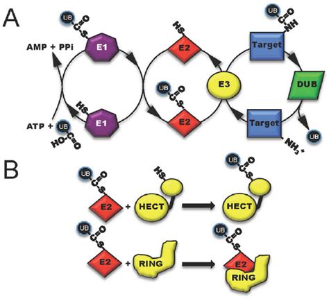 The Three Classes Of Host Enzymes E1 Purple E2 Red E3 Yellow