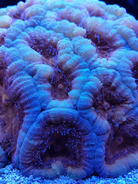 Help with Coral Identification | Reef2Reef