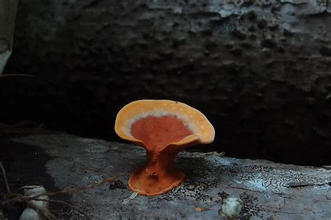 Pycnoporus Sanguineus By Ray Palmer Ray Palmer Fungi Palmer