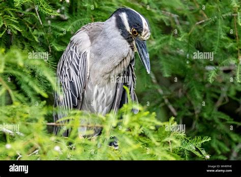 Yellow Crowned Nigh Heron Hi Res Stock Photography And Images Alamy