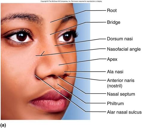 Diagram Of The Nose With Label