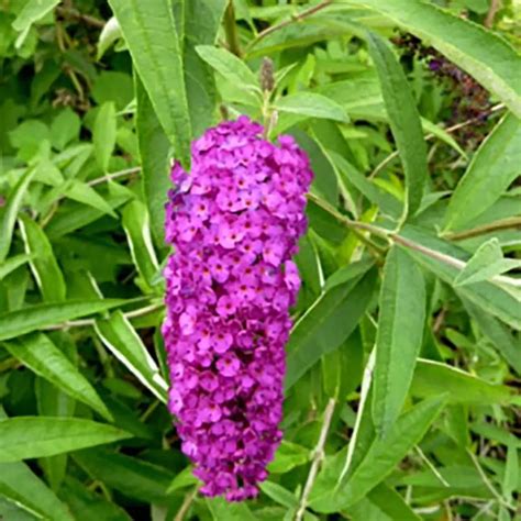 Arbuste Aux Papillons Jeunes Plants Vigoureux Buddleia Davidii Royal Red