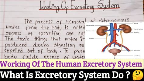 Working Of Excretory System Essay Short Notes On Human Excretory