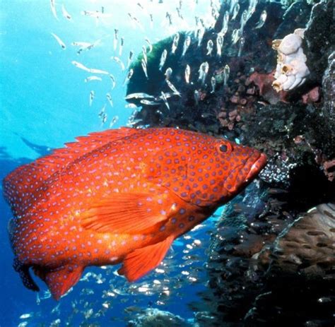 Great Barrier Reef Bilder And Fotos Welt