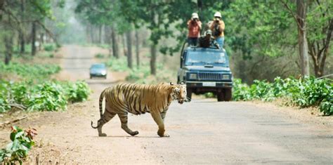 Best Time To Visit Tadoba National Park Tour My India