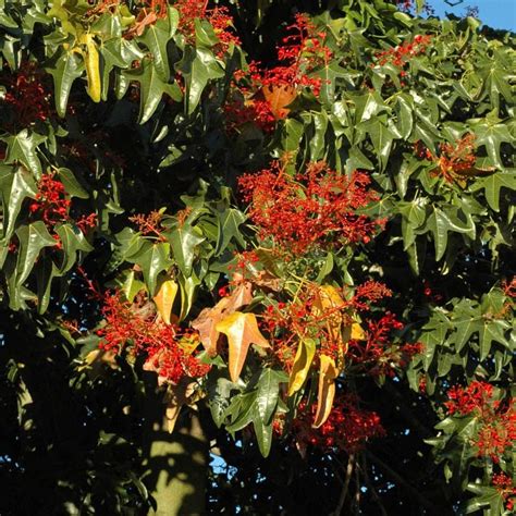 Mudas Da Árvore Do Fogo Brachychiton Ornamental R 120 00 em