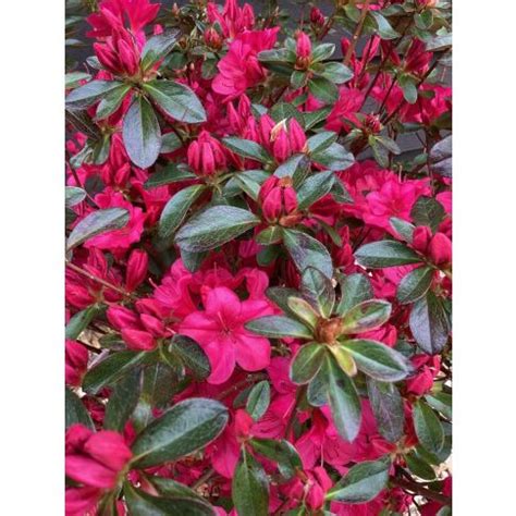 Azalea Japonica Rosa Gretten In Vaso Cm Acidofile Peragashop