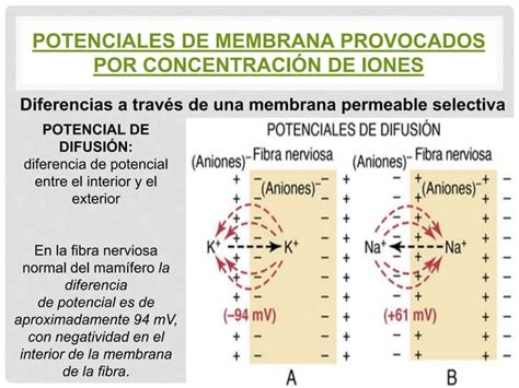 4 Potenciales De Membrana Y Potenciales De Accion Ppt