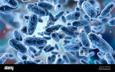 Bacterias De La Tos Ferina Ilustraci N Fotograf A De Stock Alamy