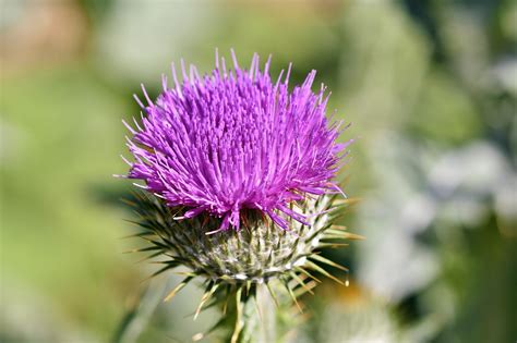 400,000+ Free Thistle Flower & Thistle Images - Pixabay