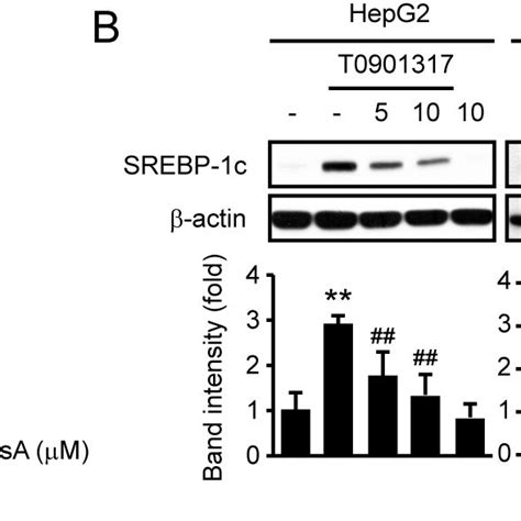 Hsa Decreases T Induced Srebp C Expression Huh And Hepg