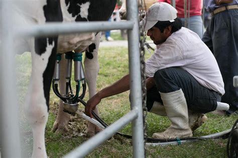 Un Tambo Para Aprender A Orde Ar Una Vaca