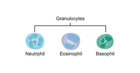 Difference Between Granulocytes and Agranulocytes