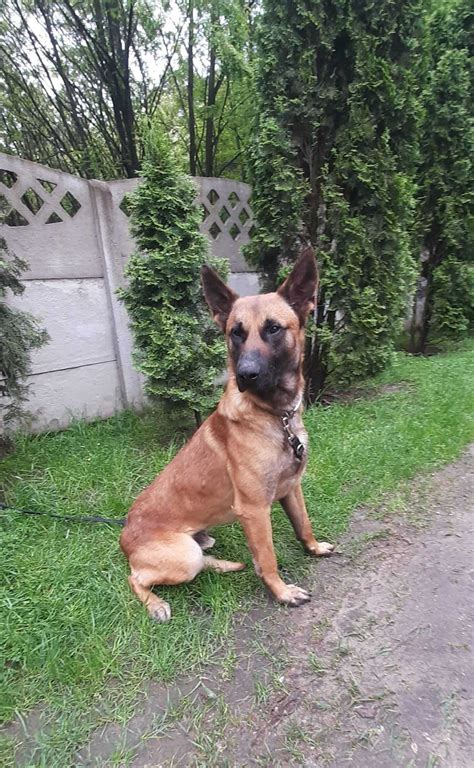 Owczarek belgijski Malinois w schronisku w lututowie aktualne Łódź