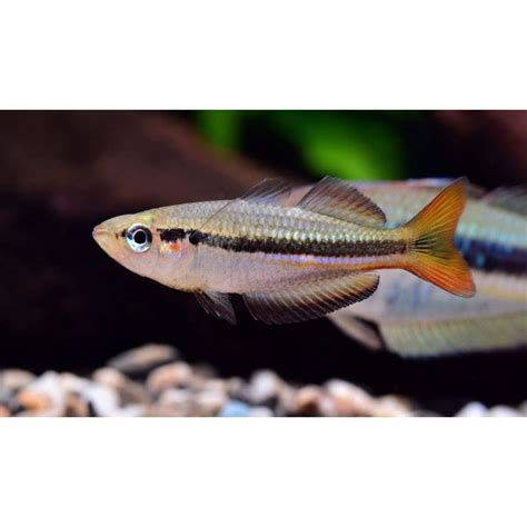 Black Banded Rainbowfish Wild Caught Hollywood Fish Farm Online