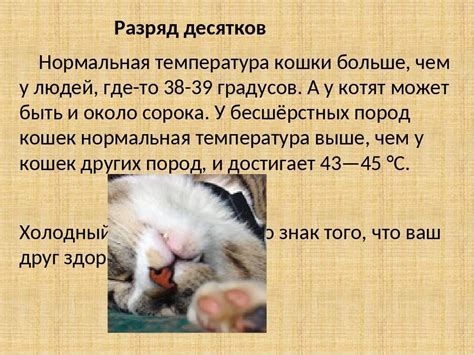 Примеры нормальной температуры тела у кошек: варианты у разных пород и ...