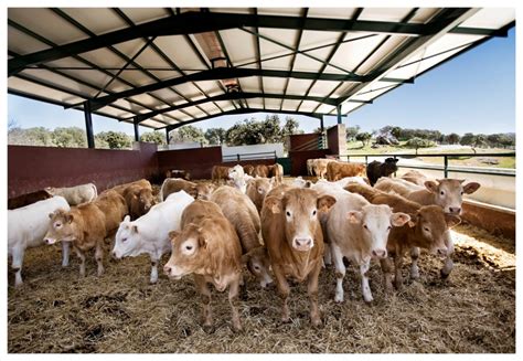 Sube el ibérico el trigo y la cebada mientras baja el maíz y el vacuno