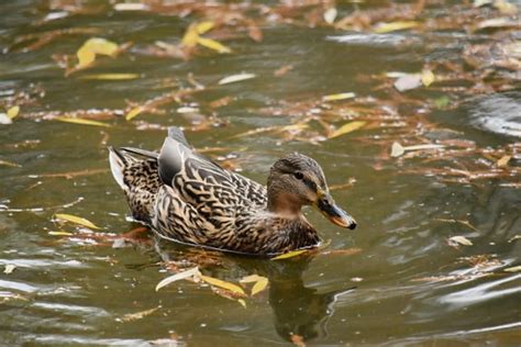 Image Libre Belle Photo Coloré Canard Colvert Plumage Nature