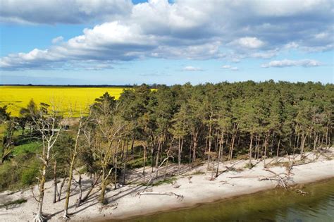 Palmer auf Rügen Infos Fotos