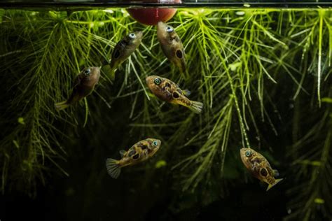 Pea Puffer: The Complete Care And Breeding Guide - Fishkeepingfans.com