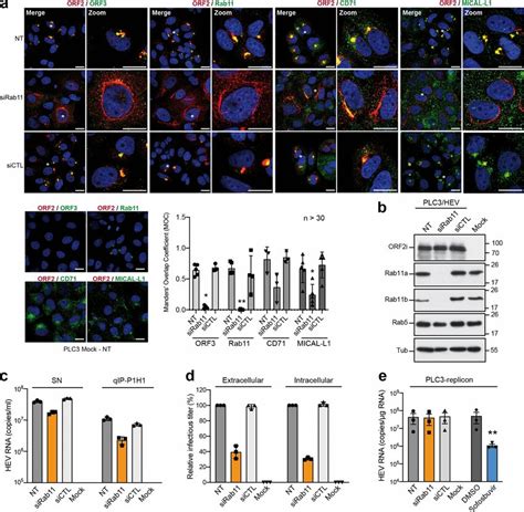 Effect Of Rab11 Silencing On Protein Expression And HEV Particle