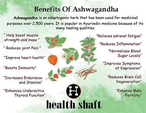 Impressive Benefits Of Ashwagandha Health Shaft