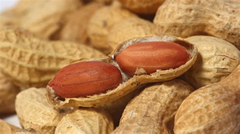 Macadamia