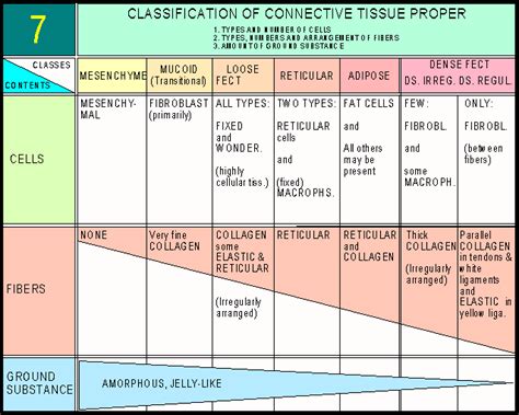 GMAELab21617: Connective Tissue 