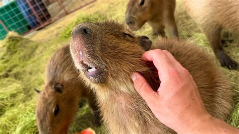 How To Please A Capybara Youtube